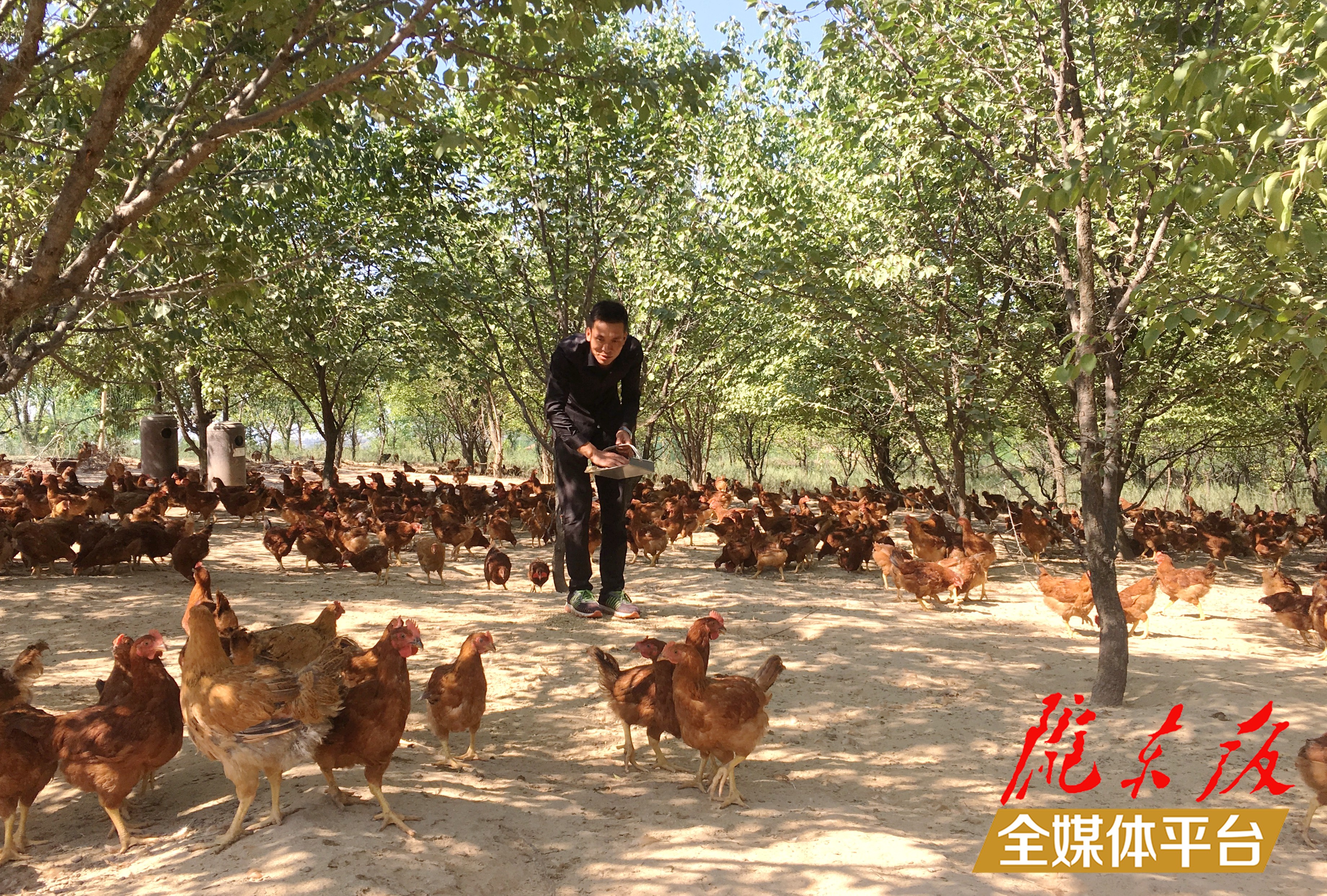 林下生態(tài)雞養(yǎng)殖。 盤小美 攝