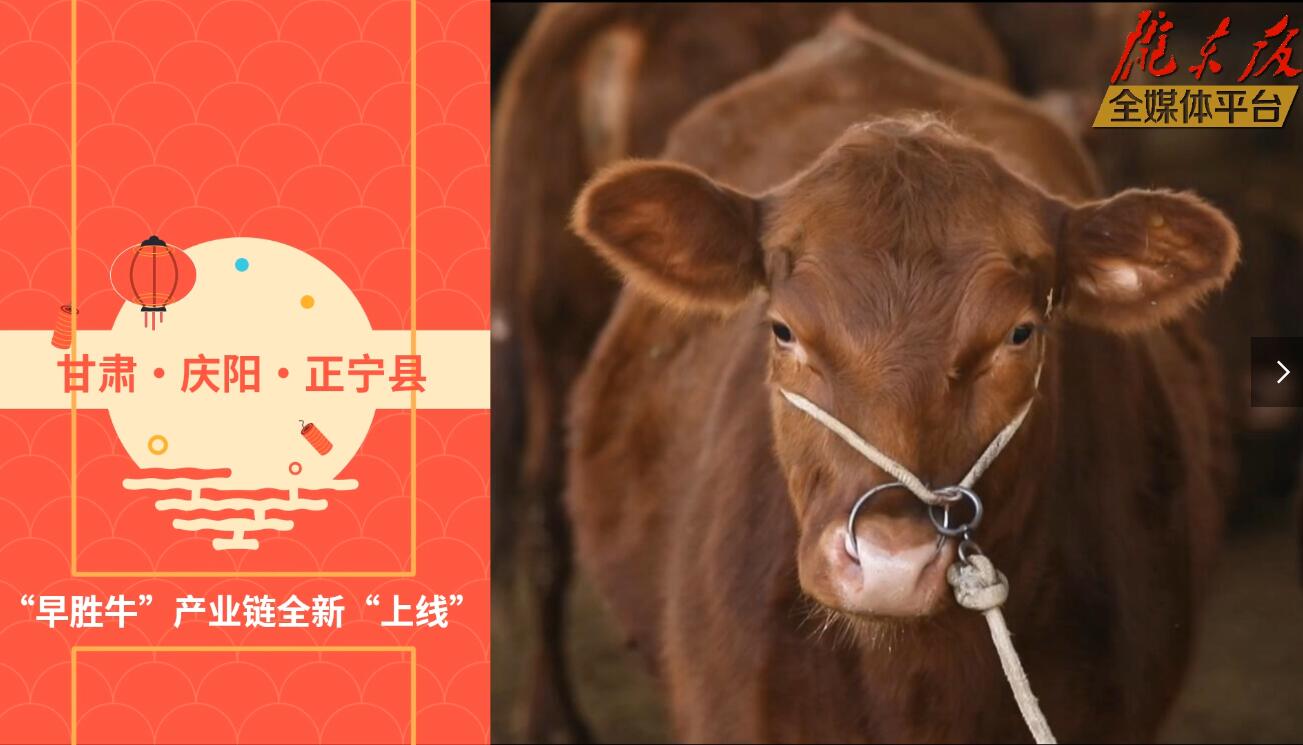 【慶陽視頻】目標20萬頭！正寧縣打造西北肉牛養(yǎng)殖大縣