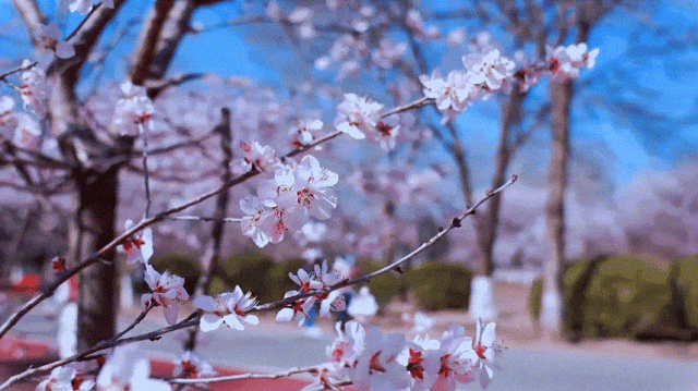 慶陽的春日，舉目晴明，一路春暖花開