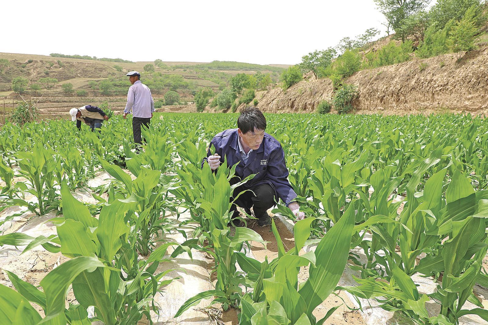 村民搶抓墑情，全力投入玉米管護、缺苗補種等農(nóng)事當中