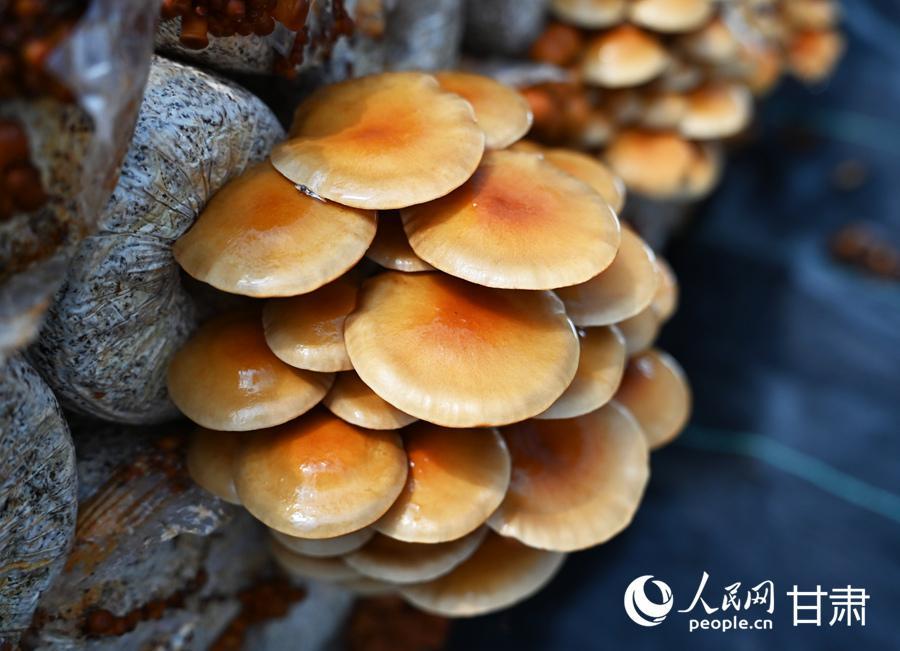 甘肅卓尼：小菌菇大產業(yè) 奔向好“錢景”