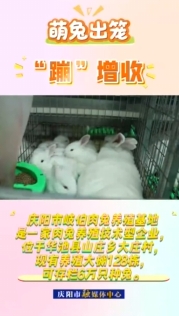 華池縣山莊鄉(xiāng)肉兔養(yǎng)殖產(chǎn)業(yè)為當?shù)剞r(nóng)民增收致富開辟新途徑