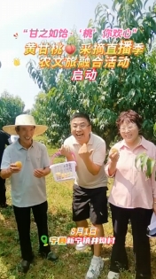 8月1日，“甘之如飴‘桃’你歡心”黃甘桃采摘直播季農(nóng)文旅融合活動(dòng)在寧縣新寧鎮(zhèn)井坳村慶陽欣慧種養(yǎng)殖農(nóng)民專業(yè)合作社黃甘桃保種基地啟動(dòng)！